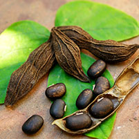 Mucuna Pruriens - NeuroTest