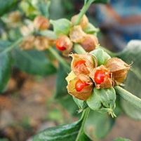 Withania Somnifera - NeuroTest